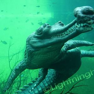 Gharial