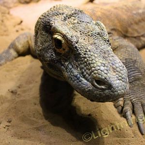 Komodo Dragon
