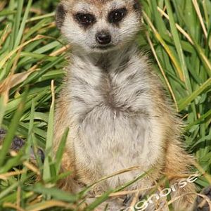 Meerkat