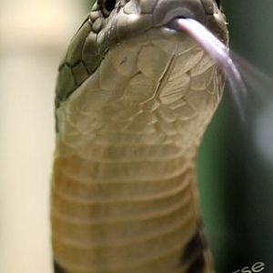 King Cobra