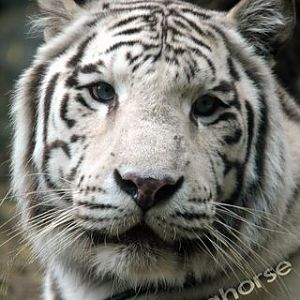 White Bengal Tiger