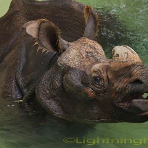 Asian Rhino