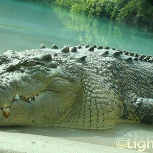 Saltwater Croc