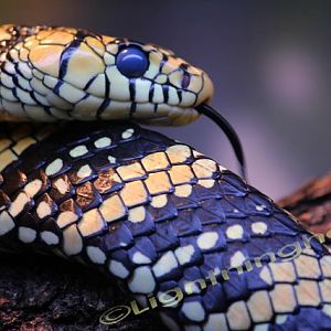 Mexican Tiger Rat Snake