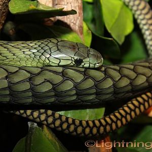 Green Mamba