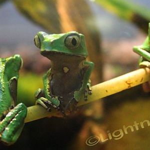 Sharp Backed Monkey Tree Frogs
