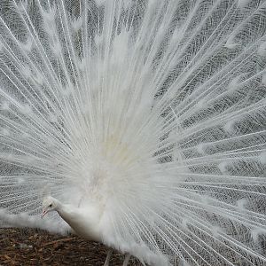 White Peacock