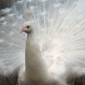 White Peacock
