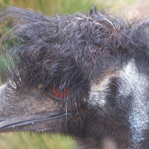 Emu with a great hairdo