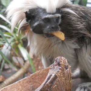 cotton top tamarin