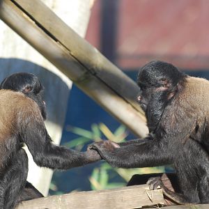 Red-backed bearded sakis