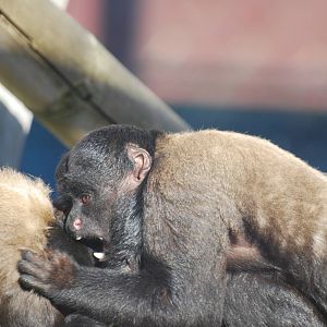 Red-backed bearded sakis play-fighting