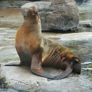 Sealion