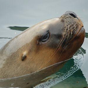 Sealion