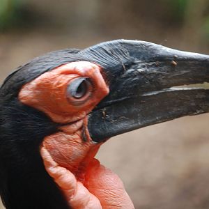 Ground Hornbill
