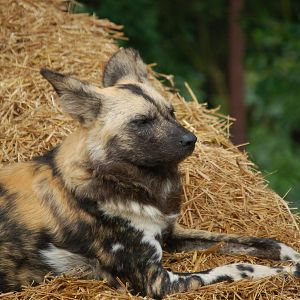 African Hunting Dog
