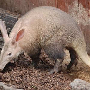 Aardvark
