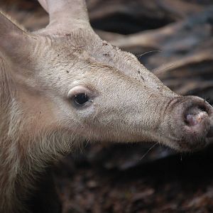 Aardvark