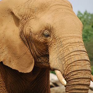 African Elephant