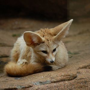 Fennec Fox