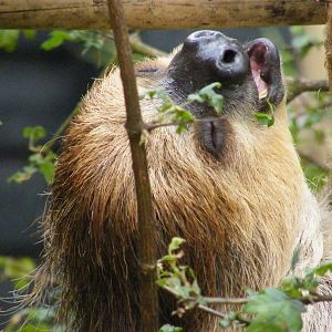 Linnes two toed Sloth