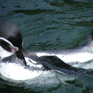 Humboldt penguins