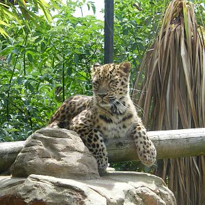 Amur Leopard