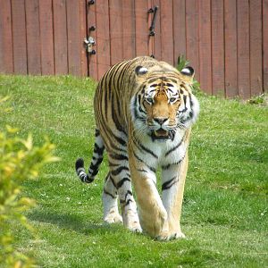 Amur Tiger