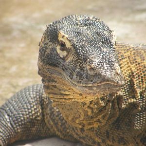 Komodo Dragon