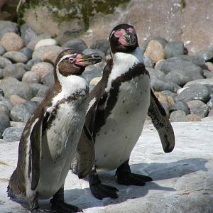 Humboldt penguins