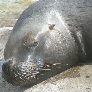 Patagonian Sealion