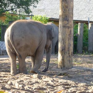 Elephant