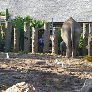 Elephants