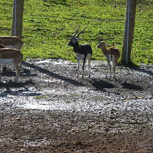 Blackbuck