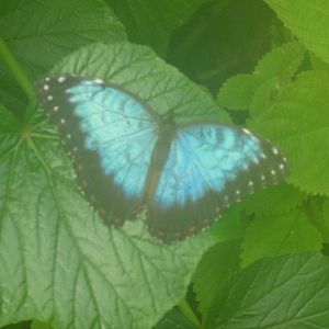 Blue morpho