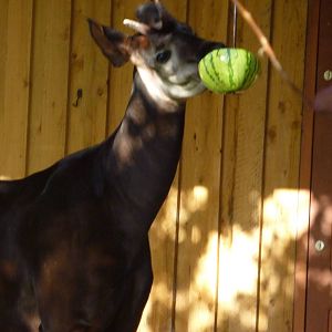 Okapi (Dicky)