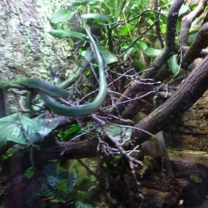 Rhinocerous ratsnake