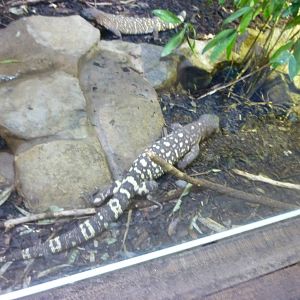 Mexican beaded lizard