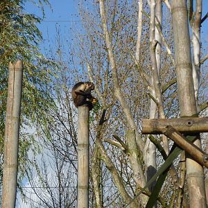 Buffy-headed capuchin