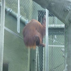 Bornean Orang-utan