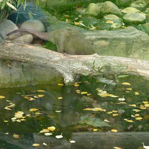 Oriental short-clawed otter