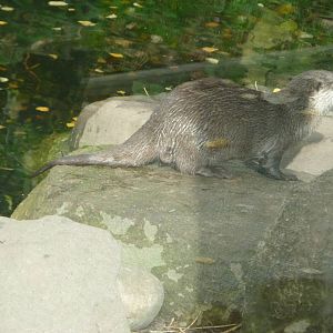 Oriental short-clawed otter