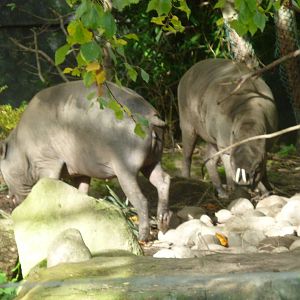 Babirusa