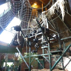 Indoor chimp enclosure