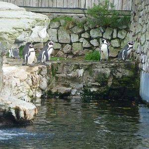 Humboldt's penguins
