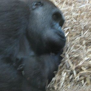 Miliki And Meisie The Western Lowland Gorilla's