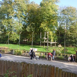 Overview of lion enclosure
