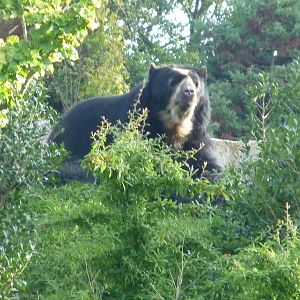 Spectacled bear
