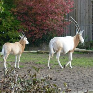 Scimitar-horned oryx