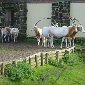 Scimitar-horned oryx
